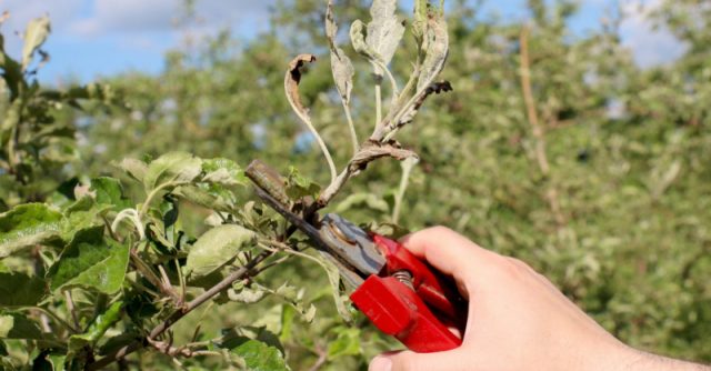 Why pear leaves turn black and how to treat