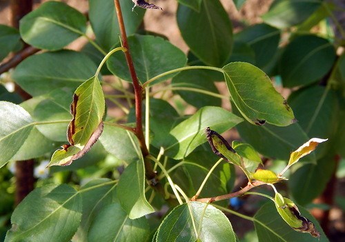 Why pear leaves turn black and how to treat