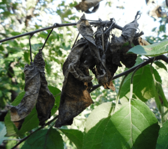 Why pear leaves turn black and how to treat