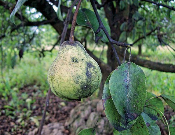 Why pear leaves turn black and how to treat