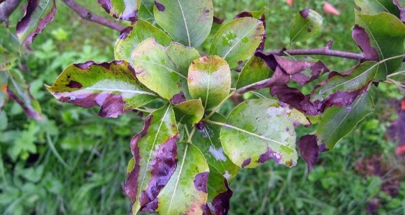 Why pear leaves turn black and how to treat