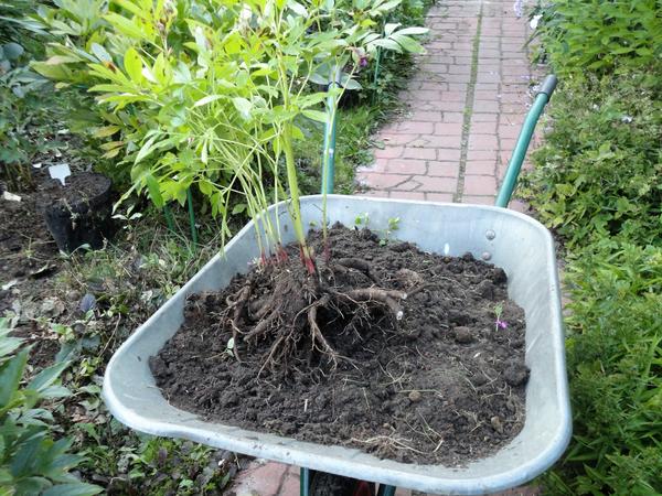 Why peonies do not bloom: some leaves, but no buds