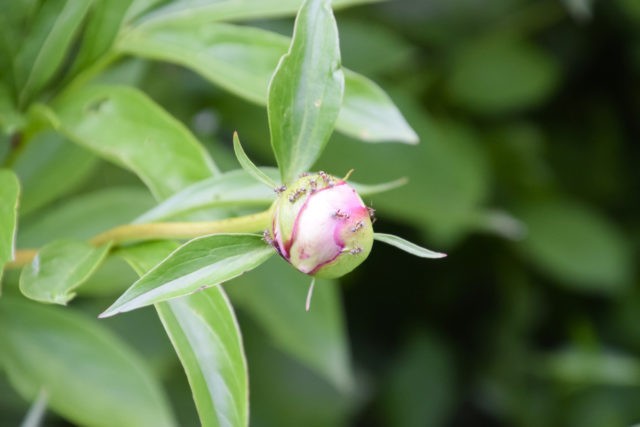 Why peonies do not bloom: some leaves, but no buds