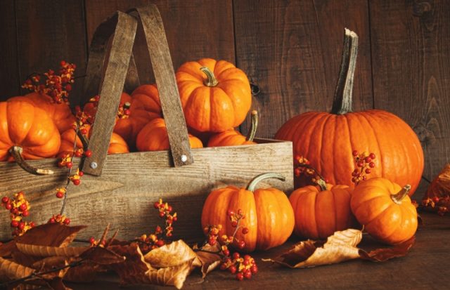 Why pumpkin is useful: composition, calorie content, vitamin content