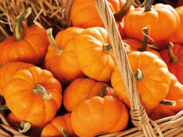 Why pumpkin is useful: composition, calorie content, vitamin content