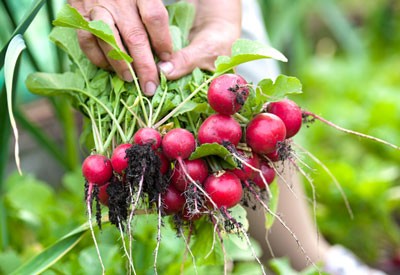 Why radishes go into the arrow (into the tops): reasons for what to do