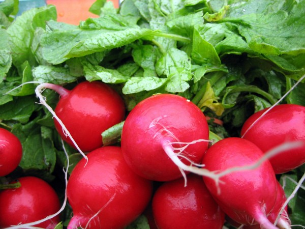 Why radishes go into tops: causes and their prevention