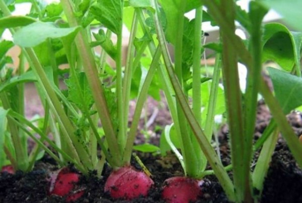 Why radishes go into tops: causes and their prevention