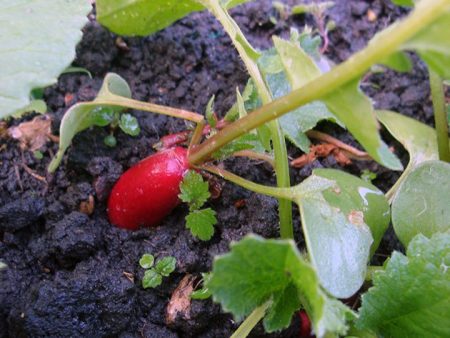 Why radishes go into tops: causes and their prevention