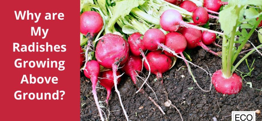 Why radishes go into tops: causes and their prevention