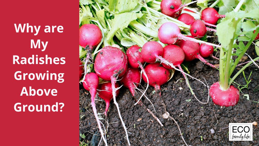 Why radishes go into tops causes and their prevention Healthy Food