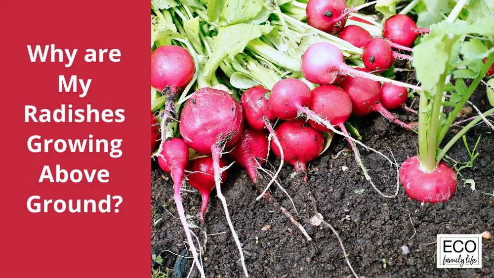 Why radishes go into tops: causes and their prevention