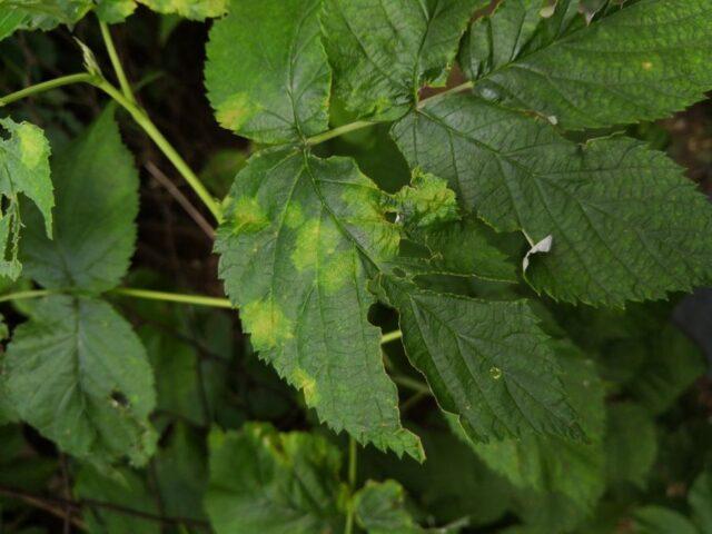 Why raspberries turn yellow in spring and what to do