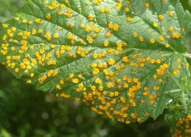 Why raspberries turn yellow in spring and what to do