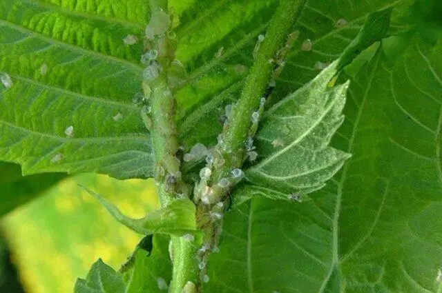 Why raspberries turn yellow in spring and what to do