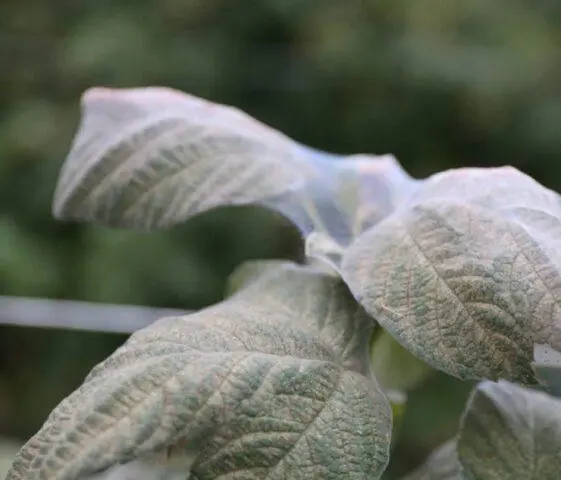 Why raspberries turn yellow in spring and what to do