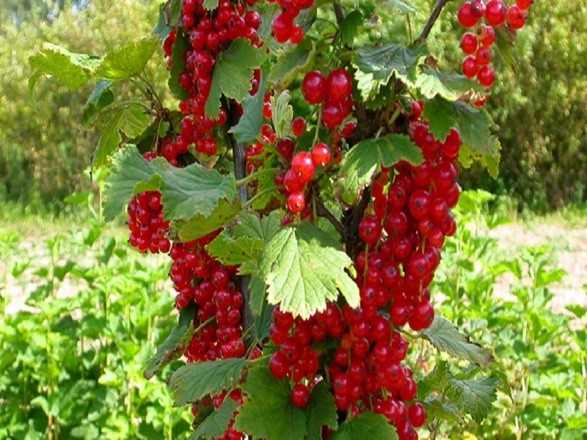 Why red and black currants do not bear fruit: what are the reasons, what to do