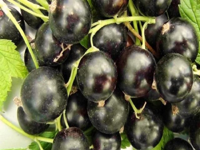 Why red and black currants do not bear fruit: what are the reasons, what to do