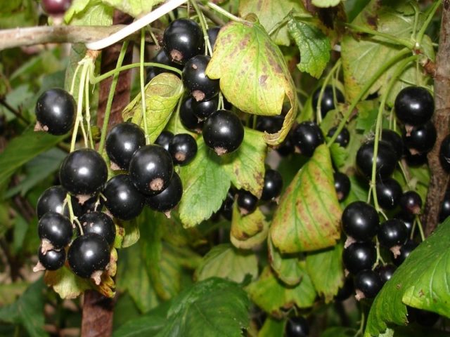 Why red and black currants do not bear fruit: what are the reasons, what to do