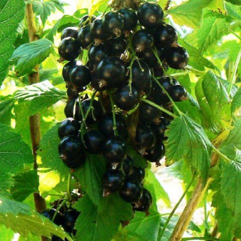 Why red and black currants do not bear fruit: what are the reasons, what to do