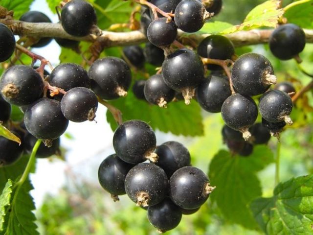 Why red and black currants do not bear fruit: what are the reasons, what to do