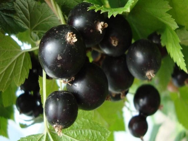 Why red and black currants do not bear fruit: what are the reasons, what to do