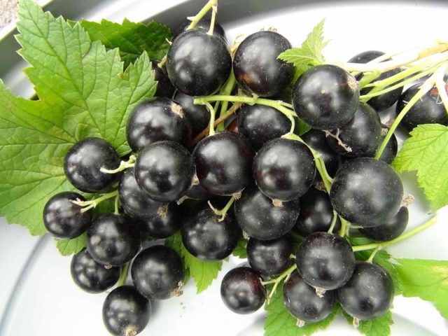 Why red and black currants do not bear fruit: what are the reasons, what to do