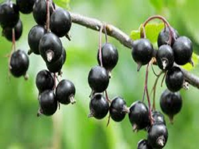 Why red and black currants do not bear fruit: what are the reasons, what to do