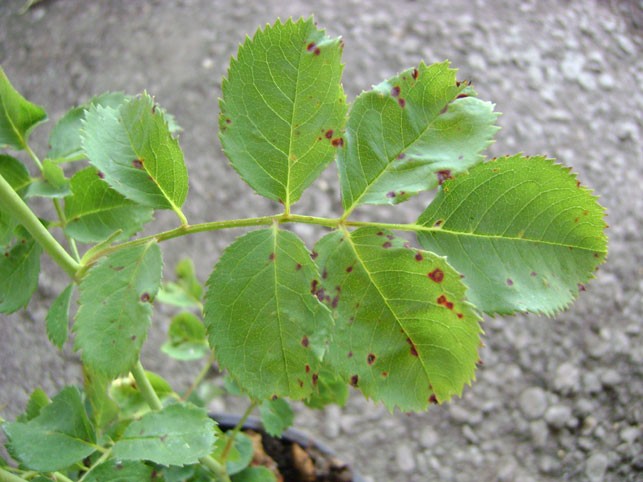 Why rose leaves turn yellow: answers to all questions