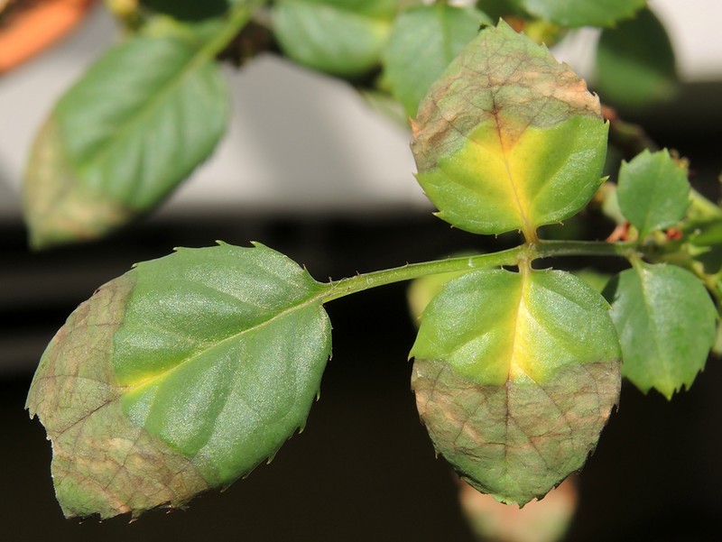 Why rose leaves turn yellow: answers to all questions