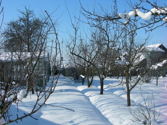 Why snow retention in the fields and in the garden: photo, technology