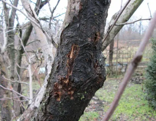 Why the bark and trunk on the apple tree turn black: what is it, what to do