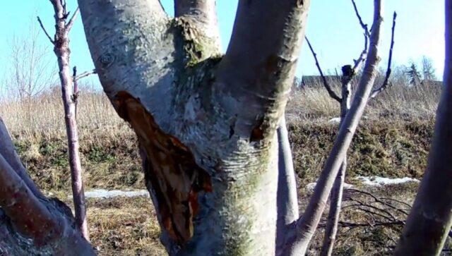 Why the bark and trunk on the apple tree turn black: what is it, what to do