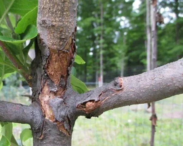 Why the bark and trunk on the apple tree turn black: what is it, what to do