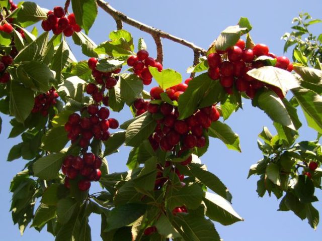 Why the cherry does not bear fruit: what to do, the causes of the problem