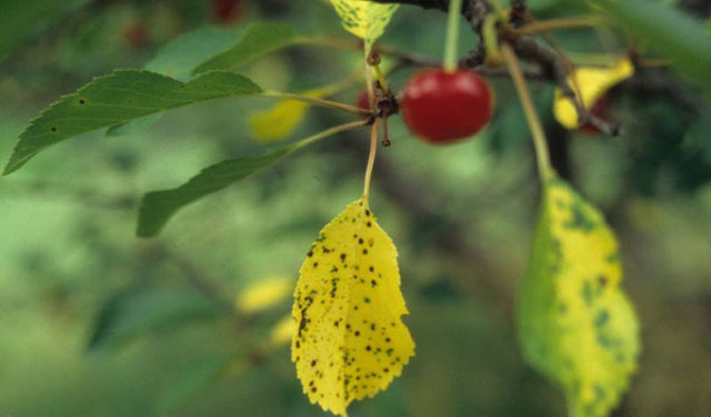 Why the cherry does not bear fruit: what to do, the causes of the problem