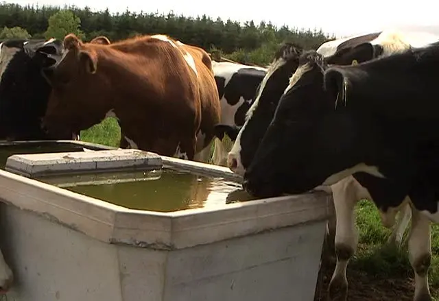 Why the cow does not drink water, refuses to eat