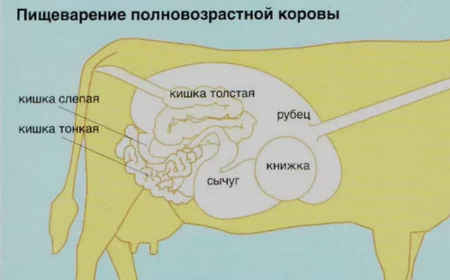 Why the cow does not drink water, refuses to eat