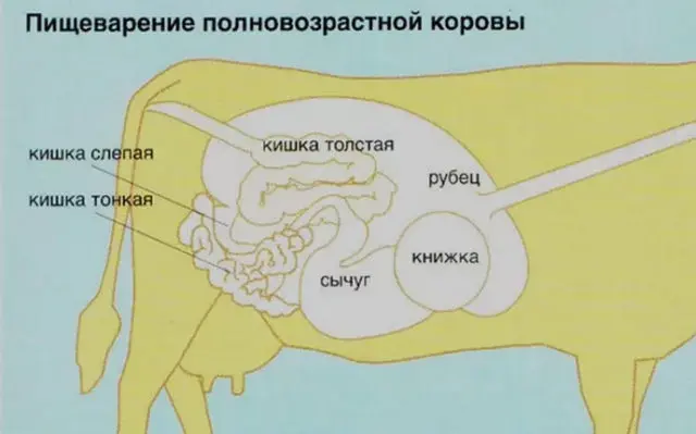 Why the cow does not drink water, refuses to eat