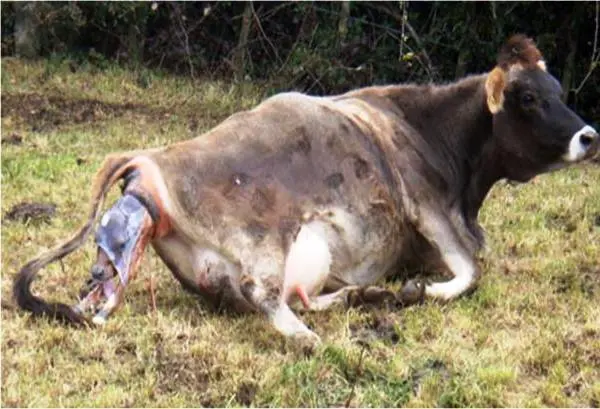 Why the cow does not drink water, refuses to eat