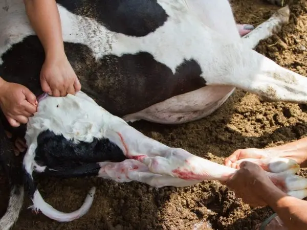 Why the cow does not drink water, refuses to eat