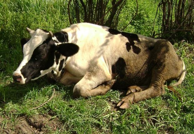 Why the cow does not drink water, refuses to eat