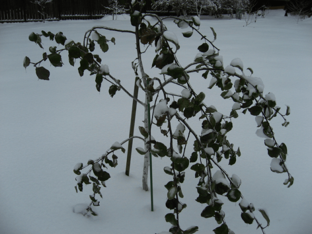 Why the leaves of the apple tree did not fall off in the fall: what to do