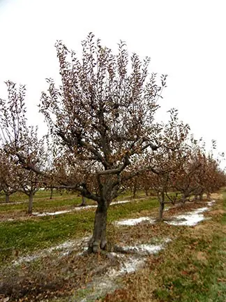 Why the leaves of the apple tree did not fall off in the fall: what to do