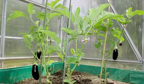 Why the leaves of the eggplant in the greenhouse wither: the main mistakes