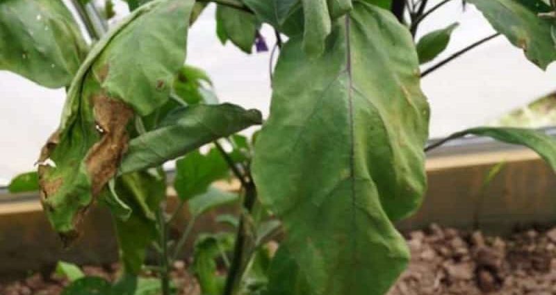 Why the leaves of the eggplant in the greenhouse wither: the main mistakes