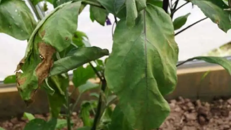 Why the leaves of the eggplant in the greenhouse wither: the main mistakes