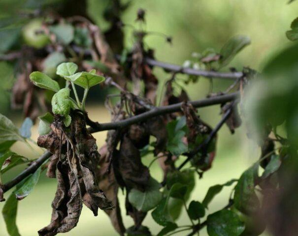 Why the leaves on the apple tree turned black and what to do