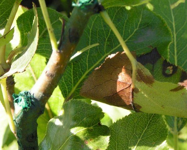 Why the leaves on the apple tree turned black and what to do