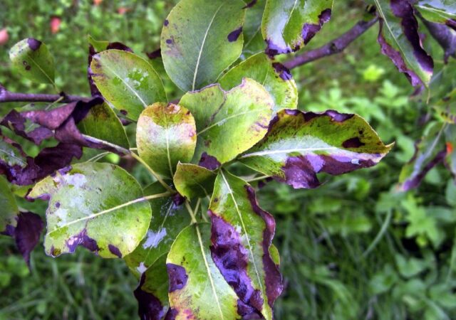 Why the leaves on the apple tree turned black and what to do